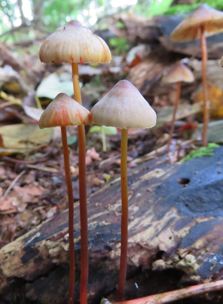 Saffron drop fungi growing from dead wood.