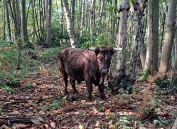 A brown Dexter cow standing in a woodland looking at the camera.