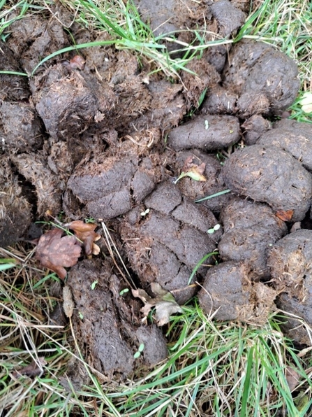 Fell pony dung with shoots germinating from it, evidencing seed dispersal through ingestion.