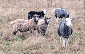 Herdwick X South Down lambs in grassland.