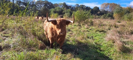 A highland cow grazing at Hothfield Heathlands.