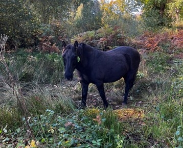 A black Konik pony grazing at New Fen wetland.