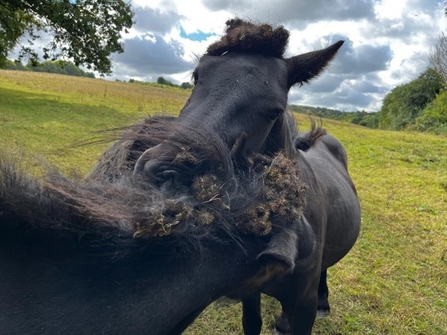 Two black horses nuzzling against each other, covered in burs.