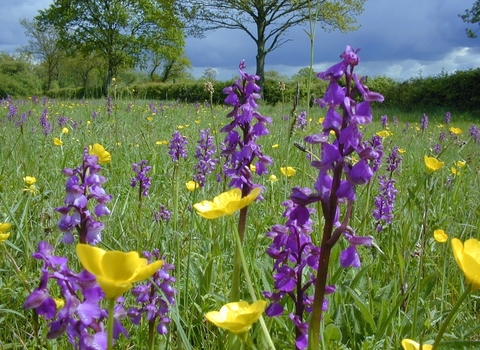 Marden Meadow