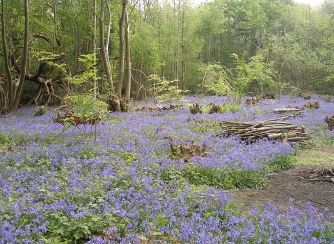 Quarry Wood