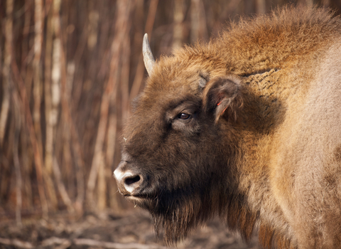 female bison at the blean