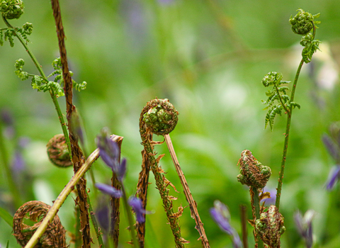 covert wood fern and bluebell