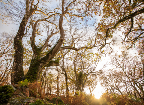 Ash tree pictured from below in dappled sunlight © Ben Porter