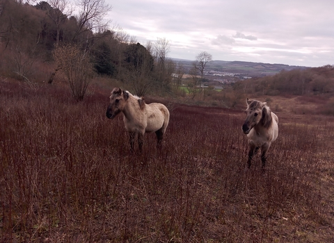 Konik ponies at wouldham common