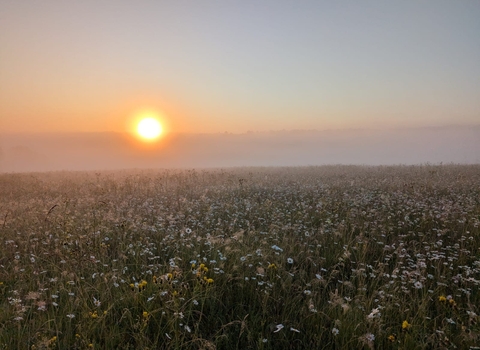 A misty summer sunrise over wildflowers at Nashenden Down