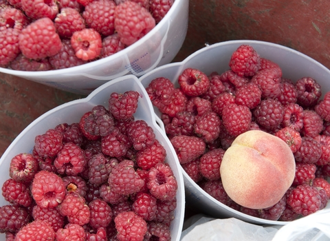 Farm produced fruit, raspberries and an apricot