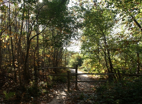 Dappled sunlight shining through the trees. A footpath running through the middle of the photo through chicane fencing