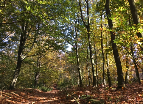 An autumn woodland, trees on either side of a path covered in fallen leaves