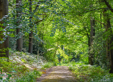 Brenchley Wood Pathway